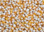 Maize